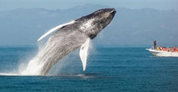 بالفيديو.. حيتان ضخمة تلهو على بعد خطوات من قوارب