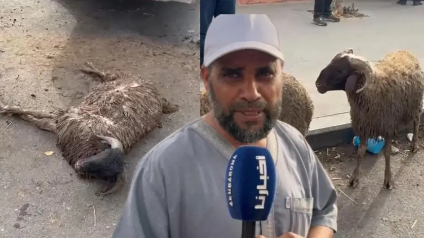 بعد وصول الدوارة لـ700 درهم... سلطات الدار البيضاء تمنع دخول شاحنات محملة بأغنام إلى المجزرة الحضرية