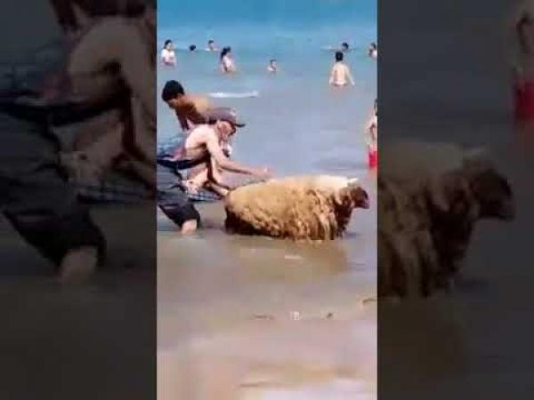 مغربي جايب معاه حولي يتبحر