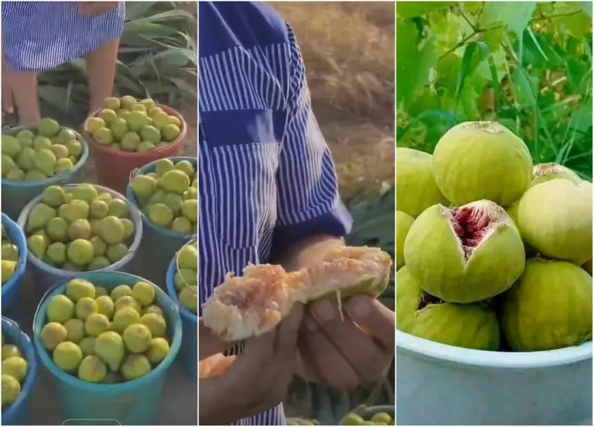 بعد الحولي..الشناقة يلهبون أسعار الباكور الوزانية مع أول ظهور لها في الأسواق