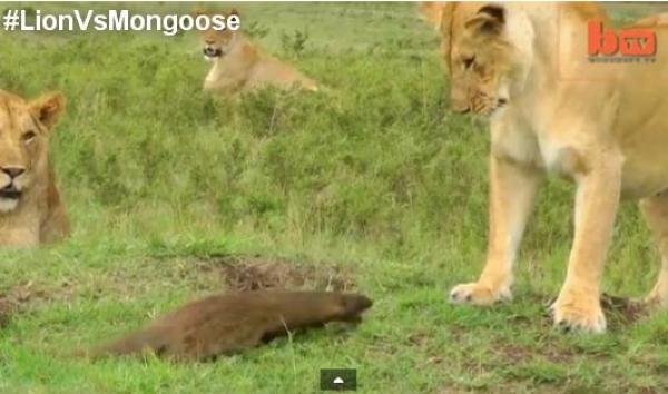 بالفيديو: نمس يقاتل 4 أسود ويلقّنها درساً لا يُنسى