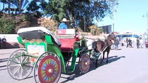 كوتشي مراكش.. وسيلة نقل وترفيه تجمع بين متعة اكتشاف المدينة وحماية بيئتها