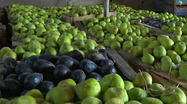 الفوائد الصحية لتناول فاكهة التين "الكرموس" خلال شهر رمضان