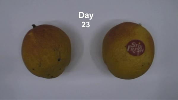 بالفيديو ..ملصقات عجيبة تحافظ على الفاكهة والخضار من التلف