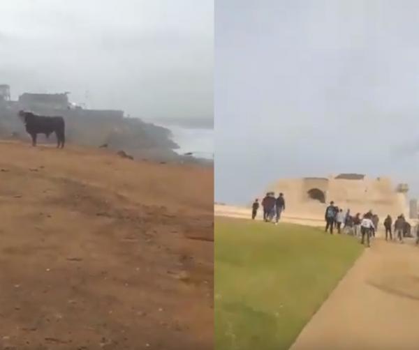 ثور هائج يهاجم المواطنين وسط الرباط يرسل شخصين للمستعجلات