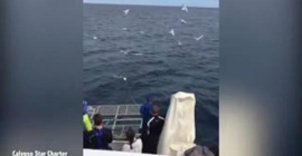 بالفيديو والصور.. سمكة قرش تفاجئ سياح بالقفز خارج المياه