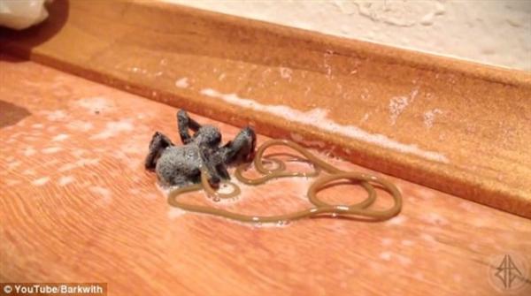 بالفيديو .. «دودة» حلزونية عملاقة تخرج من عنكبوت ميت