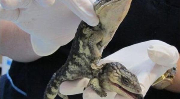 بالصور: أسترالية تعثر على سحلية برأسين في فناء منزلها