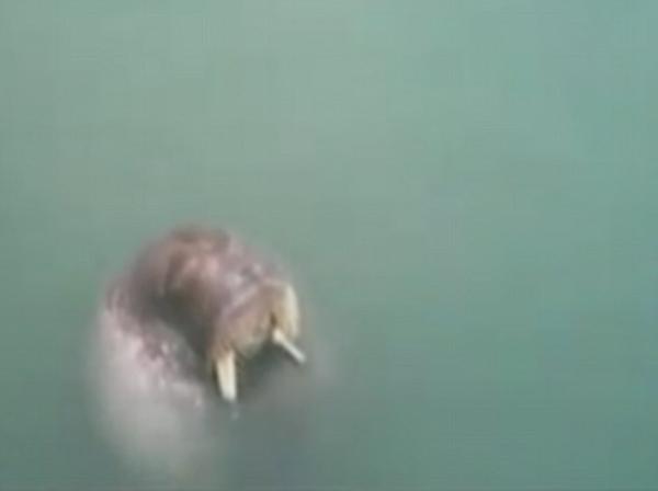 بالفيديو: "عناق" يتسبب في وفاة سائح وحارس معاً