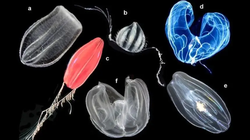 محاولة إعادة تكوين أول كائن حي عاش على الأرض في تجربة فريدة