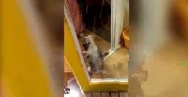 بالفيديو.. قطة صغيرة تقفز فرحًا بعد عودة صاحبها من السفر