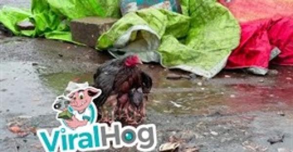 دجاجة تحمي صغارها من المطر بجناحيها (فيديو)