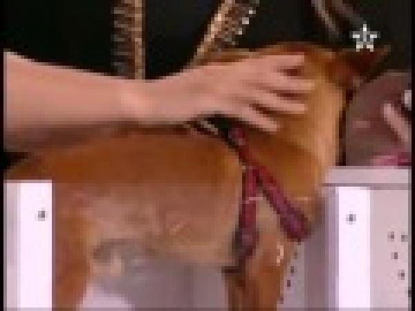 المغرب اذكى شعب في العالم 