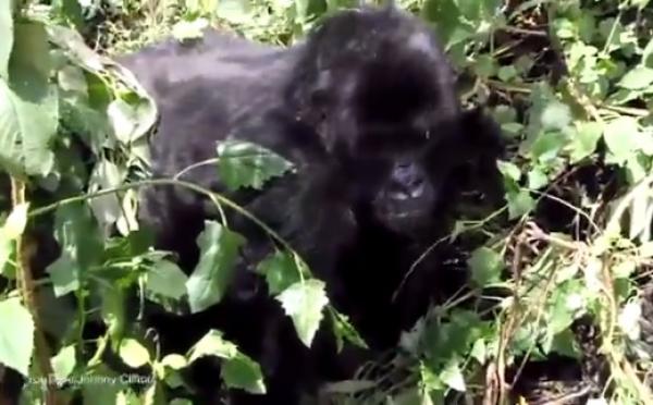 بالفيديو: شاهد ماذا فعلت هذه الغوريلا لسائح أسترالي