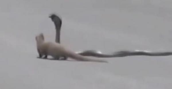 . مبارزة مجنونة بين نمس وكوبرا