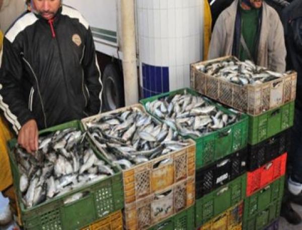 السردين كافيار الفقراء في المغرب.. يتحول إلى ذكرى
