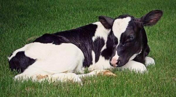 خسائر بـ 5000 يورو بسبب خوف بقرة من تقليم حوافرها