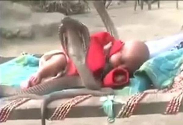 بالفيديو .. 4 ثعابين كوبرا تحرس رضيعاً نائماً في العراء