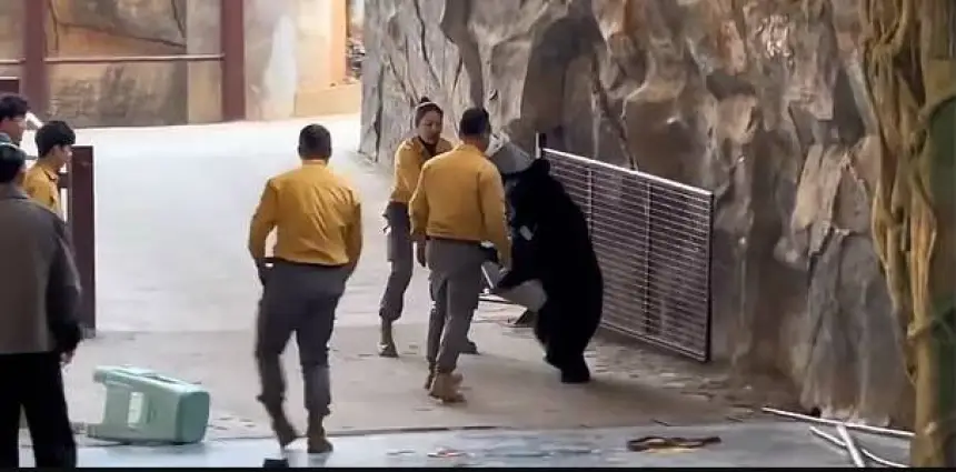 بالفيديو...دب يهاجم مدربه خلال عرض في حديقة سفاري