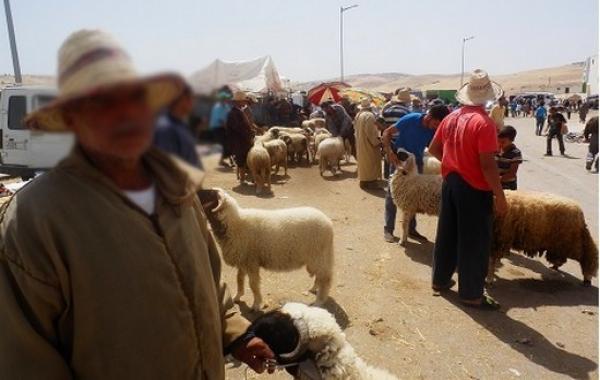 "الشناقة" غاضبون: أسعار الأضاحي منخفضة نسبيا مقارنة بالعام الفارط