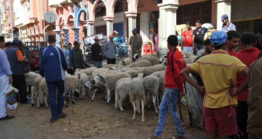لا تساهل مع المخالفين..السلطات تواصل منع بيع الأضاحي وتحجز عشرات رؤوس الأغنام في عدد من المدن