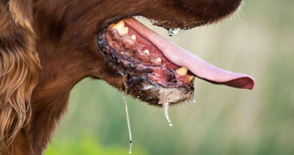 وزارة الصحة تقدم على خطوات استعجالية بعد إصابة طفل  بداء السعر بإقليم الرحامنة