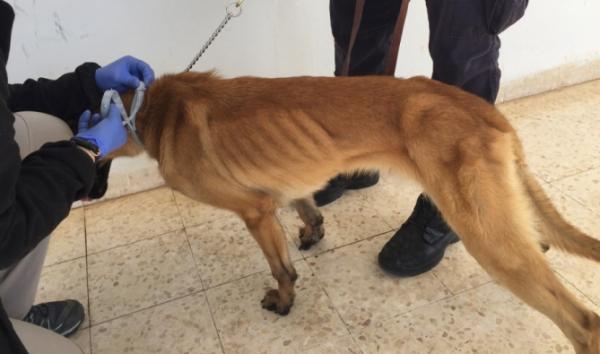 الكشف عن سبب سحب أمريكا لكلابها البوليسية من المغرب