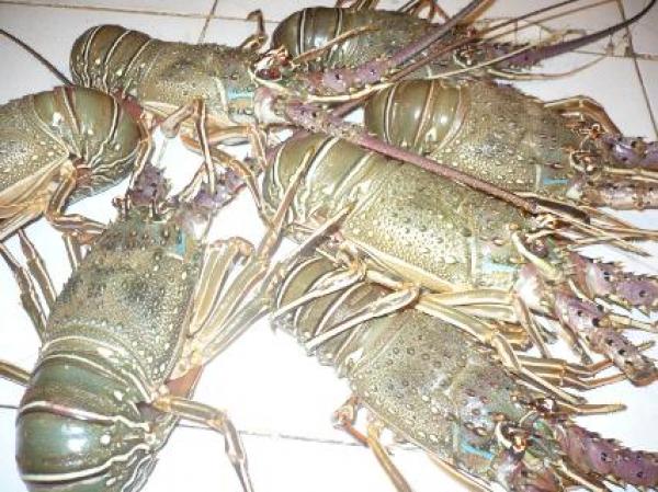 البحرية الملكية توقف 7 قوارب موريتانية تصطاد "لانكوست" في المياه المغربية