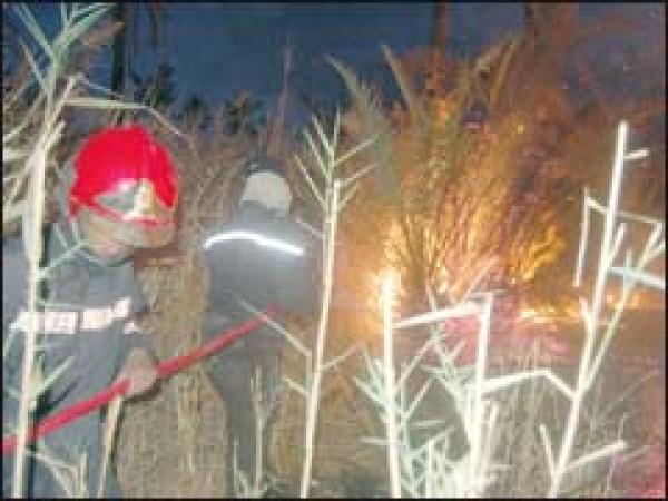 360 حريقا غابويا يدمر ألفي هكتار في ظرف 8 أشهر