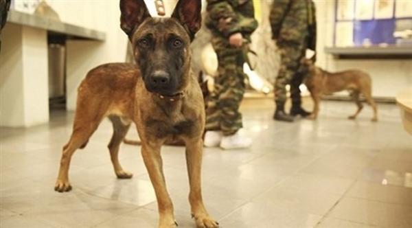 وفاة صبي بعد مهاجمته من طرف كلاب في الوقت الذي كان والداه مشغولين بالاحتفال بالعام الجديد