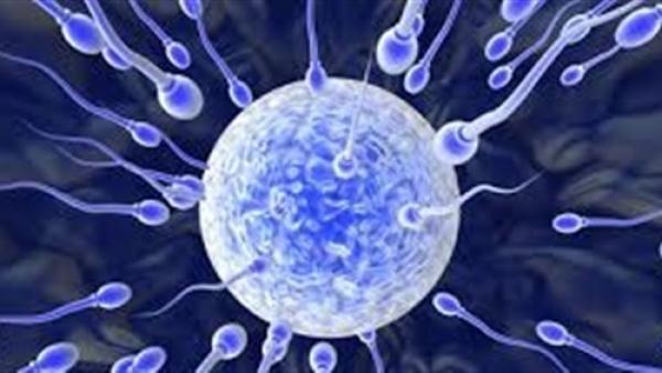 العلماء يتمكنون من إنتاج حيوانات منوية من الخلايا الجذعية