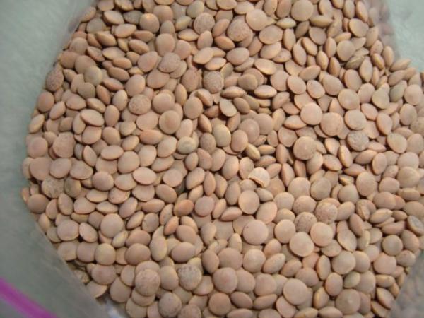 هذا ما قررته الحكومة بعد ارتفاع ثمن العدس الى 30 درهما