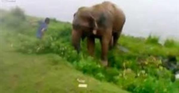 بالفيديو.. فيل يدهس شابًا مخمورًا ألقى بنفسه أمامه