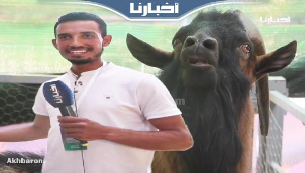 "عتروس" من سلالة فرنسية يفوق سعره مليون سنتيم