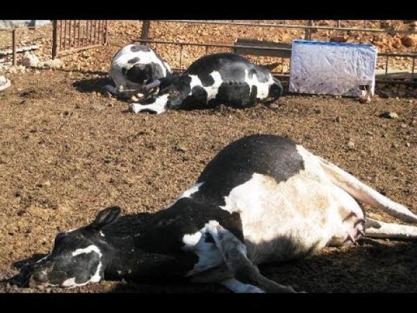 هذا ما قالته الحكومة عن وفاة الأغنام و الأبقار بسبب "الحمى القلاعية"