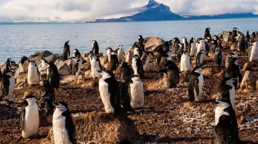 بطاريق القطب الجنوبي تنام آلاف المرات يومياً.. وكل غفوة لا تتجاوز 4 ثوان