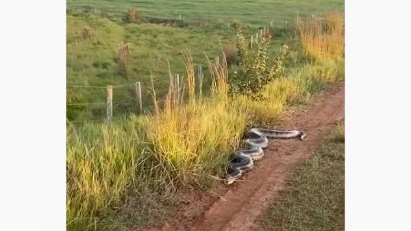 أفعى ضخمة تهاجم سيارة دفع رباعي(فيديو)