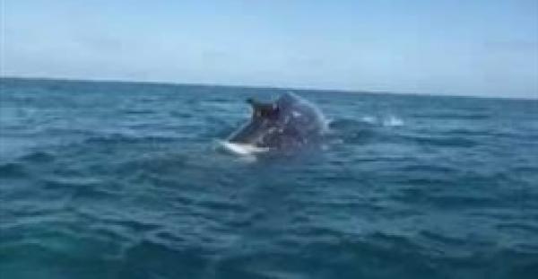 بالفيديو.. كلب البحر يعتلى ظهر حوت بالمكسيك