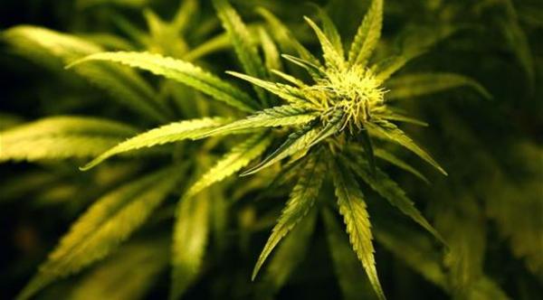 وزارة الصحة الأمريكية "تنصح" بالحشيش لعلاج السرطان