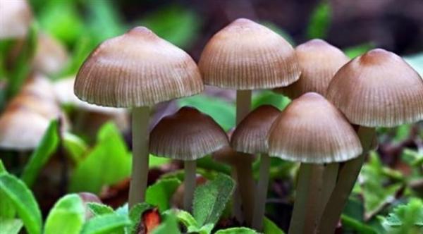 فِطر الشامبنيون.. مفتاح الصحة والرشاقة