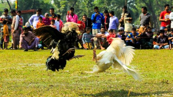 مصرع شرطي أصابه "نصل" ديك في مصارعة ديوك بالفلبين!