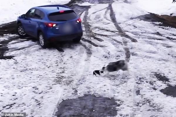 لقطات مذهلة لكلبة تنقذ أخرى من الموت بتدخل خاطف (فيديو)