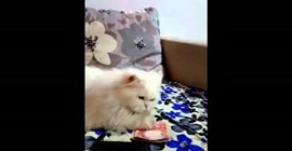 بالفيديو.. قط يعشق «الفلوس» ويرفض إعطاءها لصاحبه