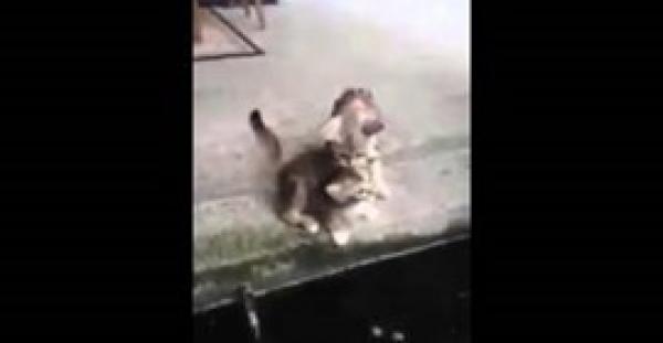 بالفيديو.. سمكة تمسك بـ«قطة» في مواجهة عنيفة