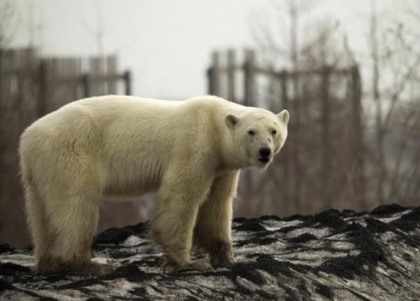 دبة قطبية مرهقة تهيم على وجهها في مدينة صناعية بشمال سيبيريا