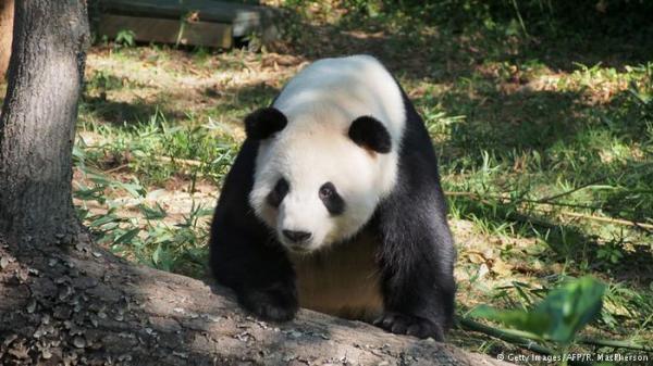 في انتظار أن تلد الباندا الصينية صناعيا في بلجيكا