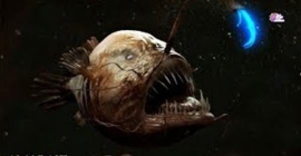 أغرب 8 مخلوقات بحرية (فيديو)