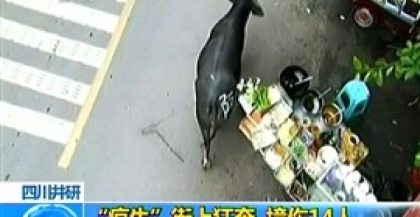 بالفيديو والصور.. جاموس هائج يصيب 14 شخصا ويطارد المارة بالشوارع