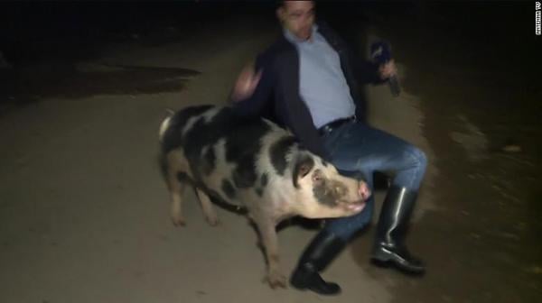 خنزير يحرج مراسلا تليفزيونيا ويطارده على الهواء مباشرةً