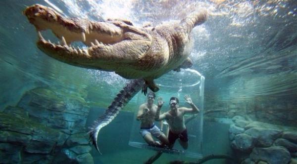 بالصور: منتجع يتيح للسياح فرصة اللعب مع تماسيح عملاقة تحت الماء